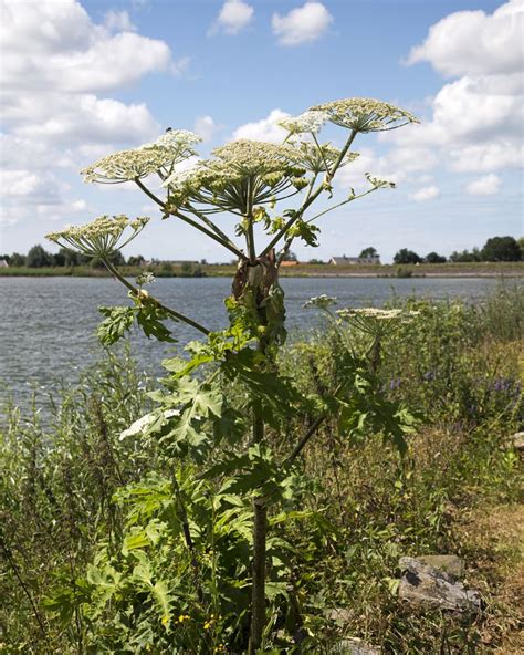Giant Hogweed Causes Burns This Summer Hogweed Facts