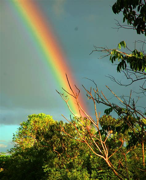 Rainbow Over Forest On Tahuayo River Description From Amazonecology