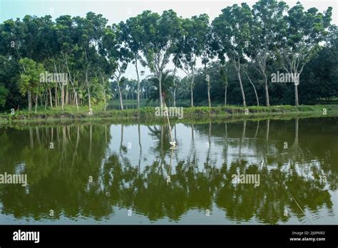 Water Reflection Of Trees On The Village Pond Of Bangladesh Stock Photo