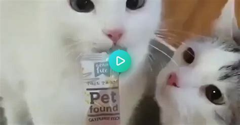 Cat Got Your Tongue Album On Imgur