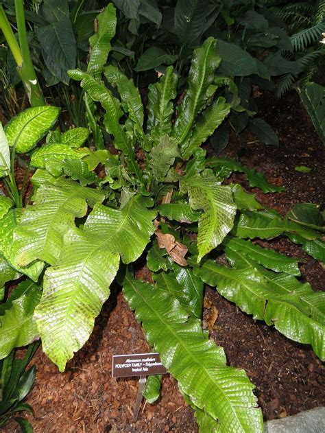 Crocodile Fern Care Tips For Growing Crocodile Ferns Unusual Plants