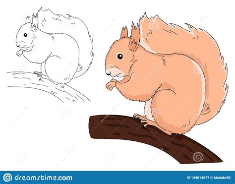 Illustration Of Sitting Squirrel On Branch On White Background Vector