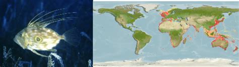 A John Dory And The Map Of Its Distribution Fishbase