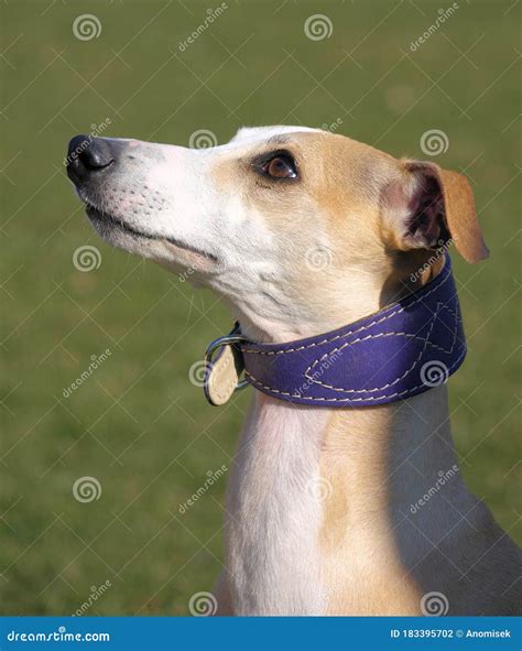 Portrait Of Fawn Whippet Head Stock Photo Image Of Greyhound