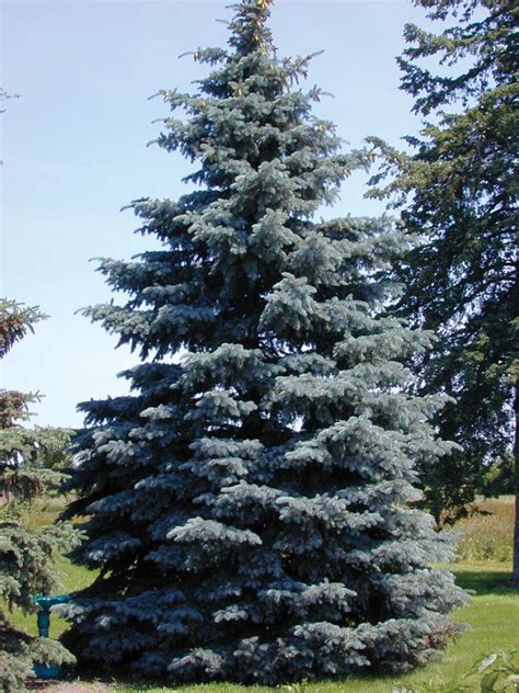 Conservation Trees Species Colorado Blue Spruce Colorado Spruce