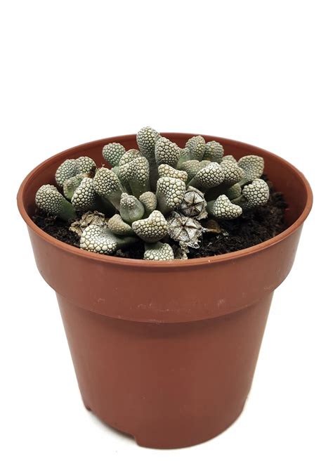 Comprar Cactus Online Titanopsis Primosii Entrecactus