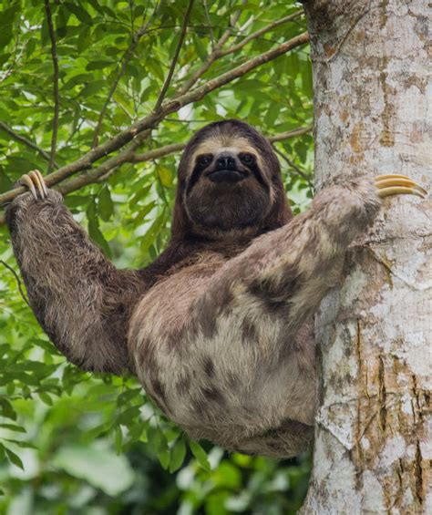10 Fun Facts About Sloths