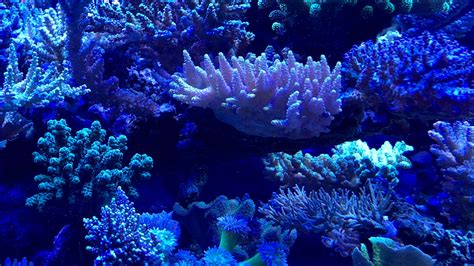 Blue Corals Wallpaper Backiee