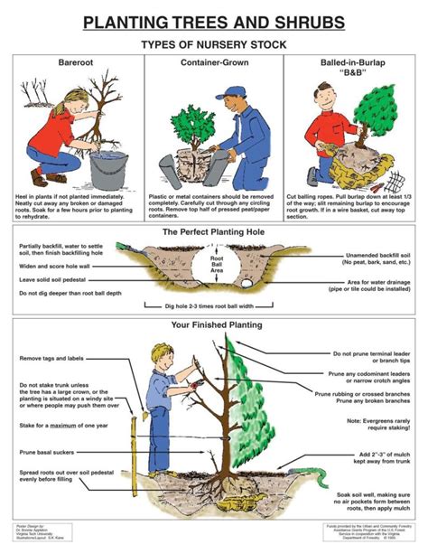 Tree Tips Dan Dengler Arborist