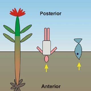 The last example i'll give you are the tenrecs. (PDF) Plants and Animals: Convergent Evolution in Action?