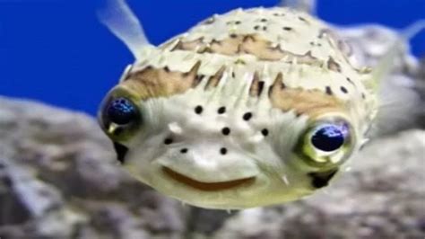 Top Ten Cute Fishes In The World Must See Video Youtube