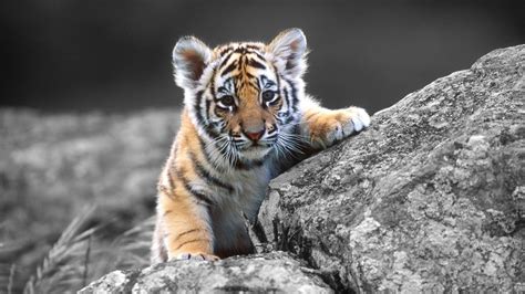 Tiger Hd Wallpapers Wallpaper Cave