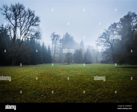 Early Morning In The Forest Hi Res Stock Photography And Images Alamy