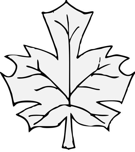 Maple Leaf Line Drawing At Getdrawings Free Download