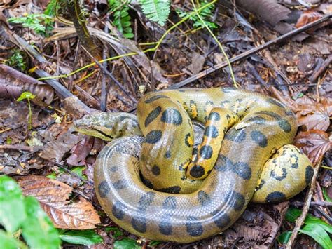 Yellow Anaconda Care Sheet Reptiles Cove