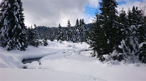 Foto De Stock Gratuita Sobre Bosque Nevado Nevar Nieve
