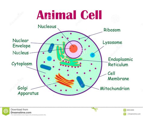 Maybe you would like to learn more about one of these? Animal cell diagram. stock illustration. Illustration of ...
