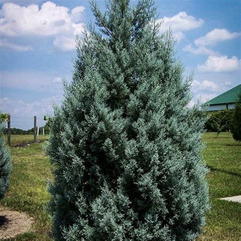 Arizona Cypress Drought Tolerant The Tree Center