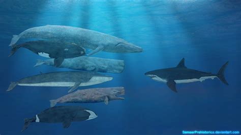 Whales and Megalodon by SameerPrehistorica on DeviantArt