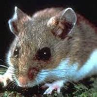 We also offer insulation services that not only keep your house warm but kill bugs too! North Shore Pest Control Inc. | South Haven, MI | Pest Control