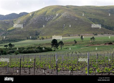 Wineyard Vines Growing Along The Klein Karoo Wine Route Southern Cape