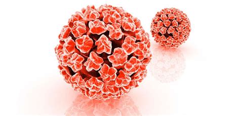 Hpv (human papillomavirus) is a sexually transmitted virus. ما هو الثالول التناسلي وما هي طرق معالجته؟