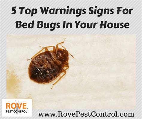 Top Warnings Signs For Bed Bugs In Your House Rove Pest Control