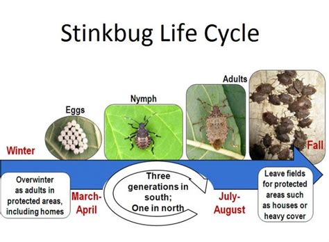 Stinkbugs Control Budget Pest Control