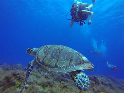 Cozumel World Class Scuba Diving Tulum Project Expedition
