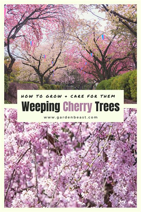 Complete Guide To Weeping Cherry Trees How To Grow And Care For Them Weeping Cherry Tree