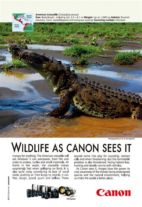 Wildlife As Canon Sees It Canon Global