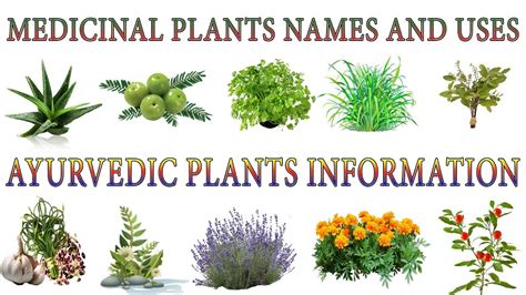 Medicinal Plants And Their Uses 20 Ayurvedic Plants