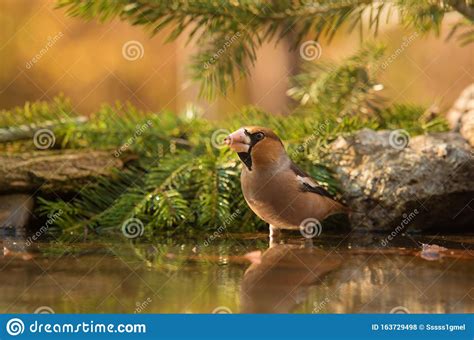 Closeup Photo Of A Beautiful Hawfinch Bird Stock Photo Image Of