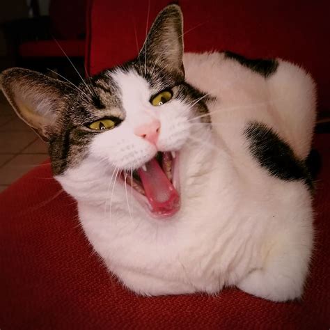 Cat Funny Cat Yawn Yawning Cat Red Domestic Pets Domestic