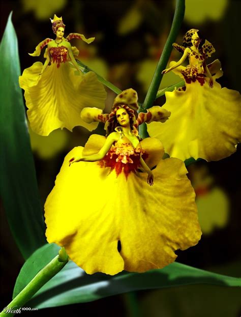 Dancing Lady Orchids Worth1000 Contests Worth 1000 Advance Photoshop Effects Pinterest