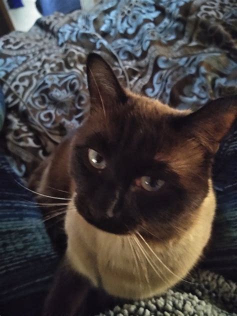 What Is The Difference Between A Siamese And A Balinese Cat Quora