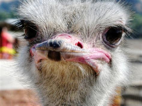 Ostrich Face Free Stock Photo Public Domain Pictures