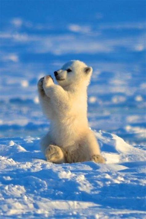 Baby Polar Bear Giving You A High Five Polar Bear Cub Cute Animals