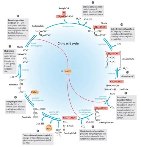 Krebs Cycle Location Enzymes Steps Products Diagram