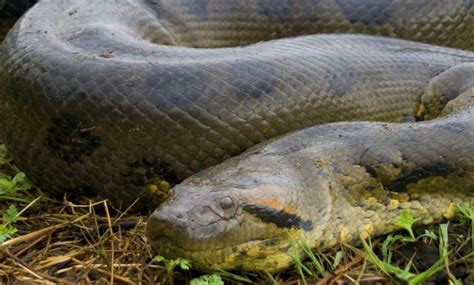 What Is The Largest Green Anaconda Ever Recorded Jcpase
