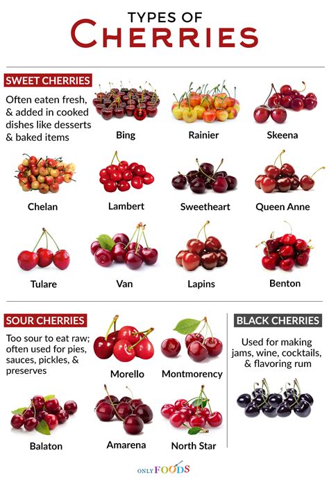 What are the different types of nebulizers? 17 Different Types of Cherries to Cook with or Eat Fresh