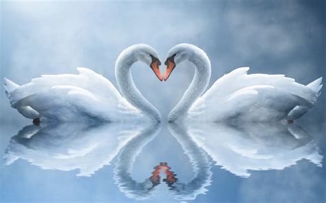 Swan Love Screensaver For Windows Swan Screensaver