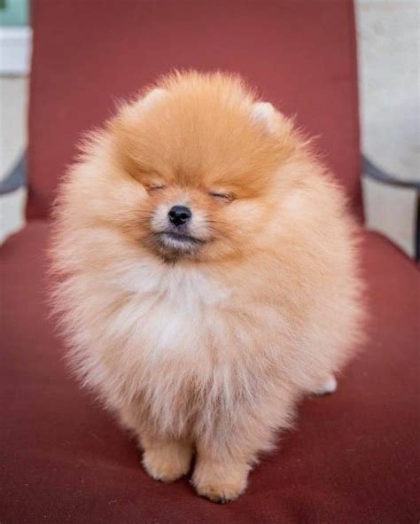 Meet 15 Of The Cutest Pomeranians In The World The Dogman
