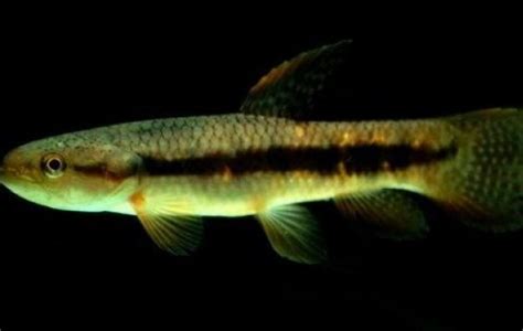 Red Wolf Fish Characins Erythrinus Erythrinus Tank Facts