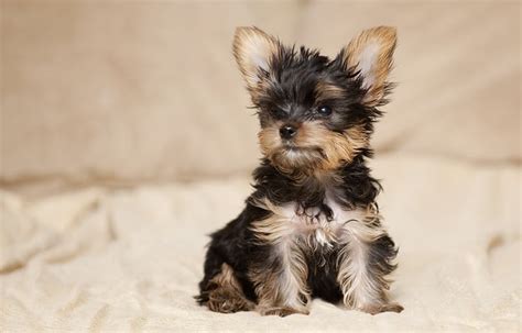 How Much Does A Yorkie Cost Without Papers