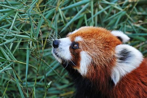 Red Panda Stock Photo Image Of Firefox Bamboo Shining 8409400