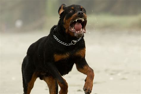 My first rottweiler at 9 months old, he is 12 years now and has forever sold me on this breed. Rottweiler attackiert Baby und will es im Garten vergraben ...