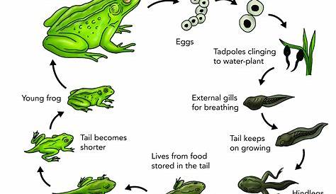 life-cycle-of-a-frog-2.png (2453×1748) | Lifecycle of a frog, Frog life