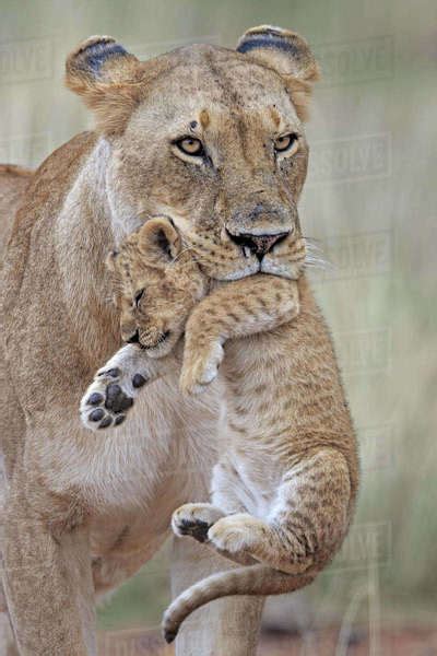 African Lion Panthera Leo Female Carrying Young Cub Masai Mara