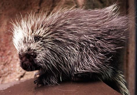 Love Hurts Especially When Youre A Porcupine In Upstate Ny During The
